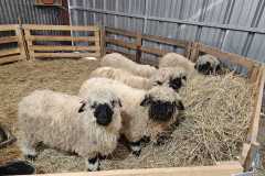 IMG-20240222-WA0007