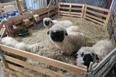 IMG-20240222-WA0012