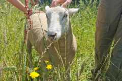 WhatsApp-Image-2023-06-08-a-11.06.24-d